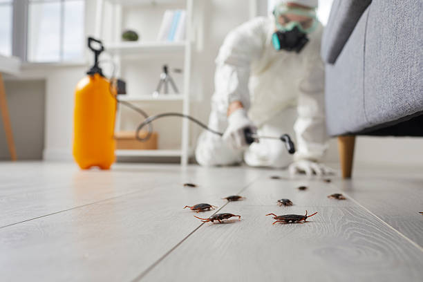 Post-Treatment Bed Bug Interceptor Monitoring in Sheffield